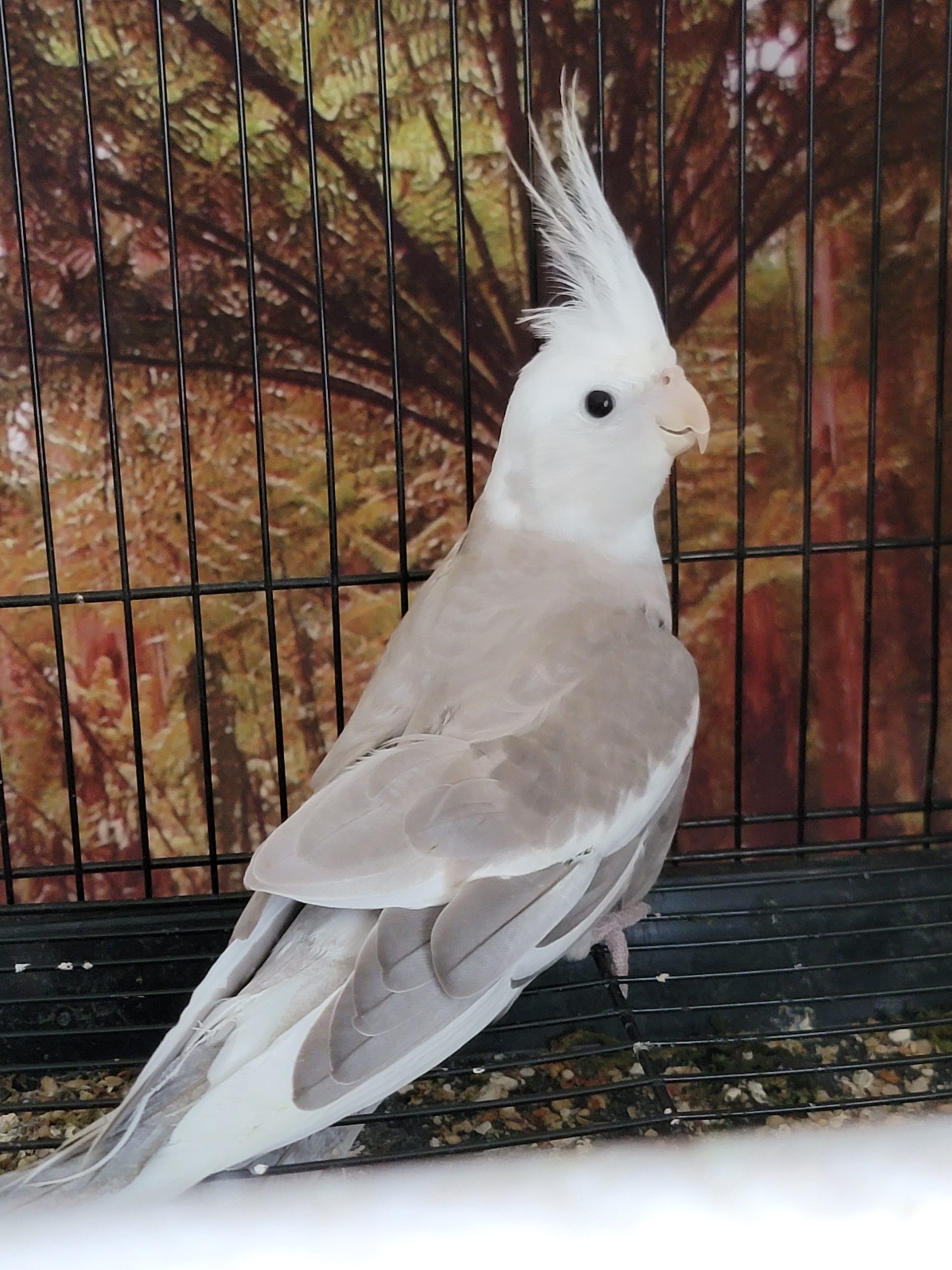 Cinnamon-White Faced Cinnamon Cockatiel