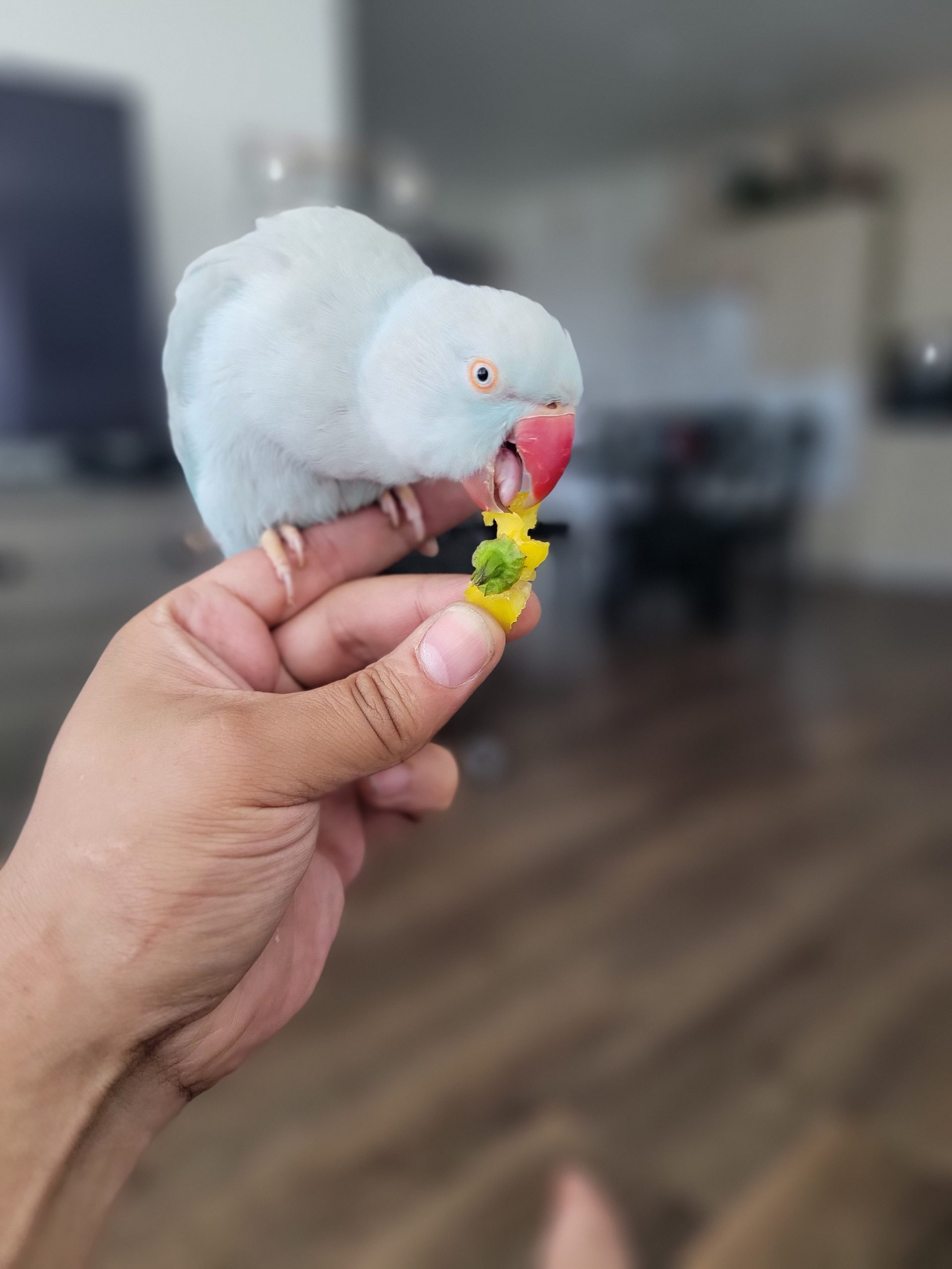 Sky-Indian Ringneck Parakeet