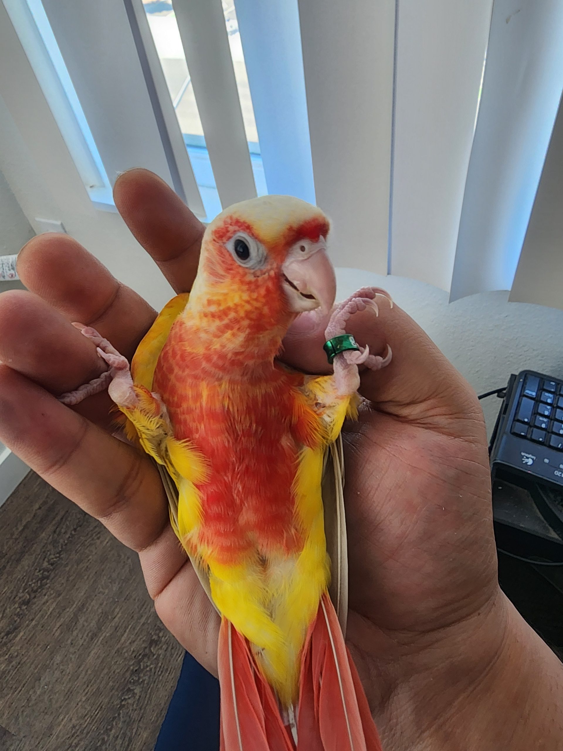 Chili-Red Factor GCC