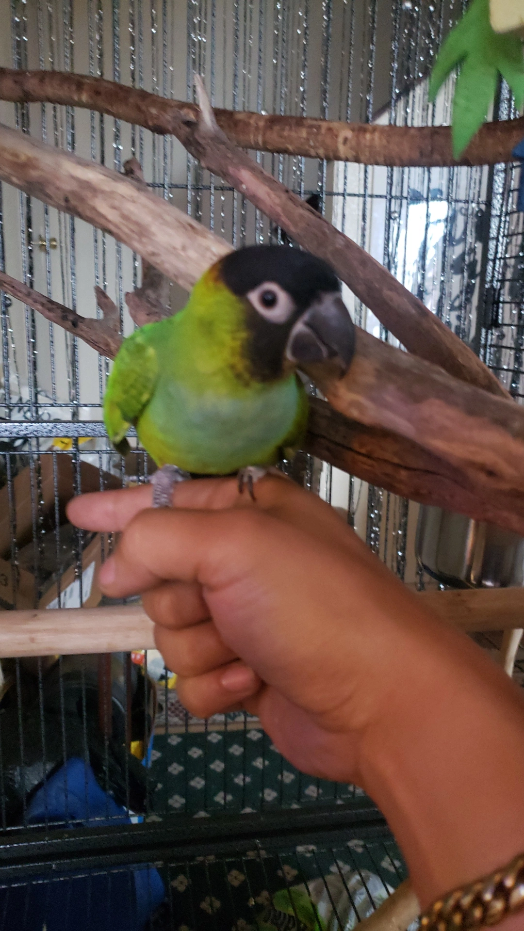 Pico-Nanday Conure